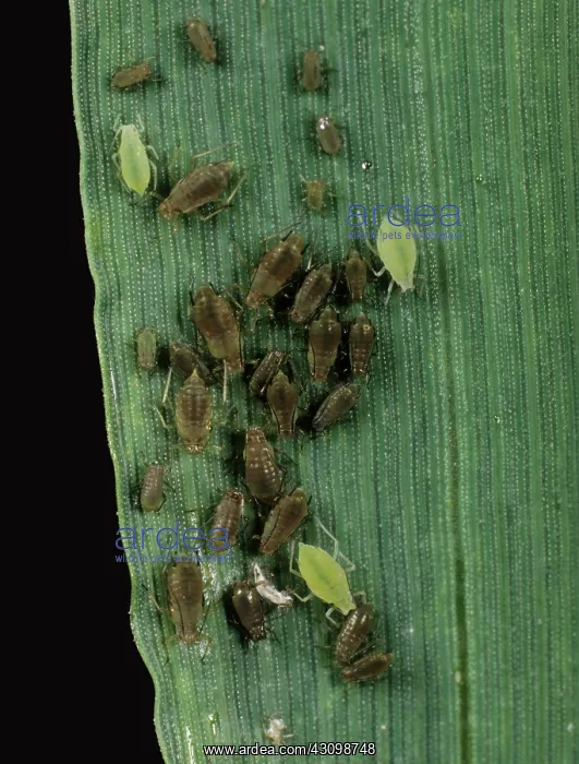 : Grain Aphids : Grain Aphids