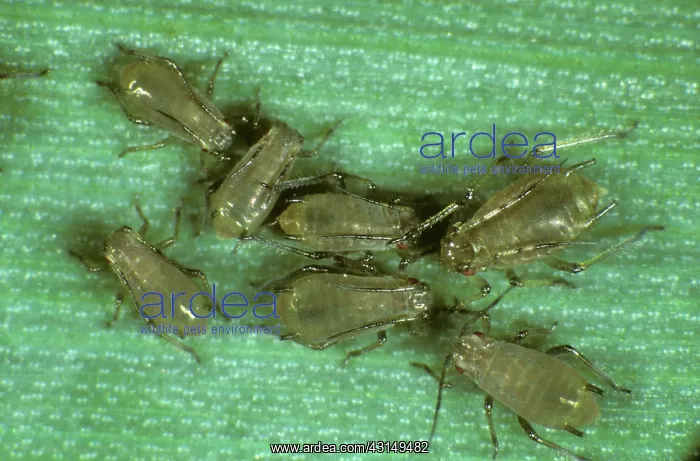: Grain aphids on wheat leaf : Grain aphids on wheat leaf