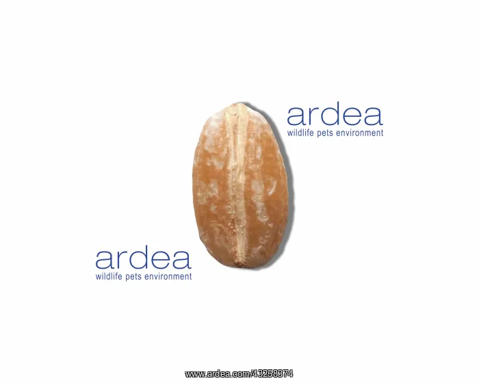 : Grain of Barley : Grain of Barley