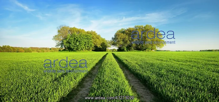 : Grain field with Bronze Age burial mounds in spring : Grain field with Bronze Age burial mounds in spring