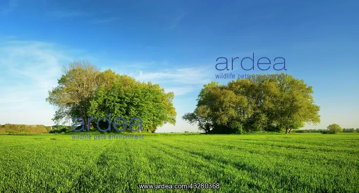 : Grain field with Bronze Age burial mounds in spring : Grain field with Bronze Age burial mounds in spring