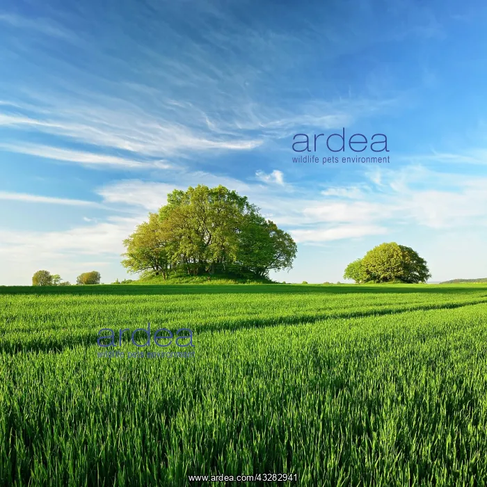 : Grain field with Bronze Age burial mounds in spring : Grain field with Bronze Age burial mounds in spring