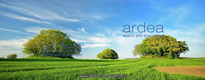 : Grain field with Bronze Age burial mounds in spring : Grain field with Bronze Age burial mounds in spring