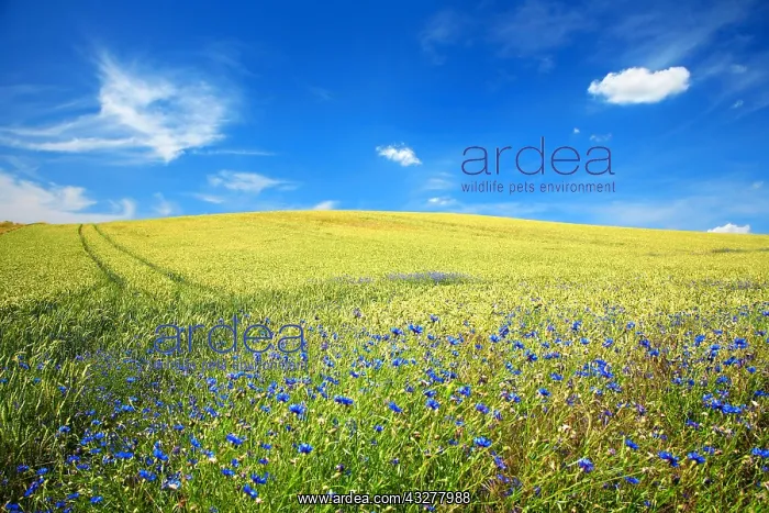 : Grain field with Cornflowers (Centaurea cyanus) : Grain field with Cornflowers (Centaurea cyanus)