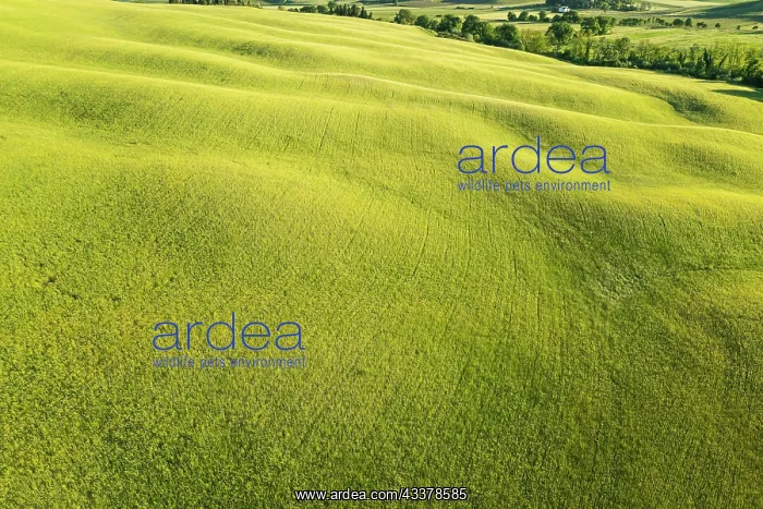 : Grain field, drone photo, landscape near San Quirico : Grain field, drone photo, landscape near San Quirico