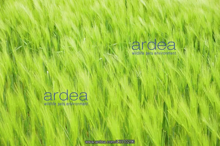 : Grain field, green unripe barley (Hordeum vulgare) : Grain field, green unripe barley (Hordeum vulgare)