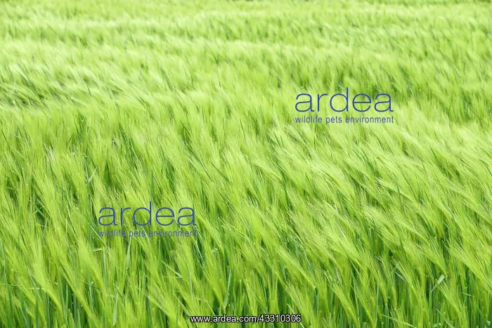 : Grain field, green unripe barley (Hordeum vulgare) : Grain field, green unripe barley (Hordeum vulgare)