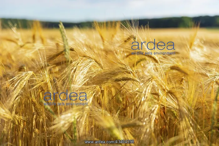 : Grain field near Obercunnersdorf in Lusatia : Grain field near Obercunnersdorf in Lusatia