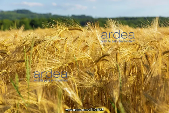 : Grain field near Obercunnersdorf in Lusatia : Grain field near Obercunnersdorf in Lusatia