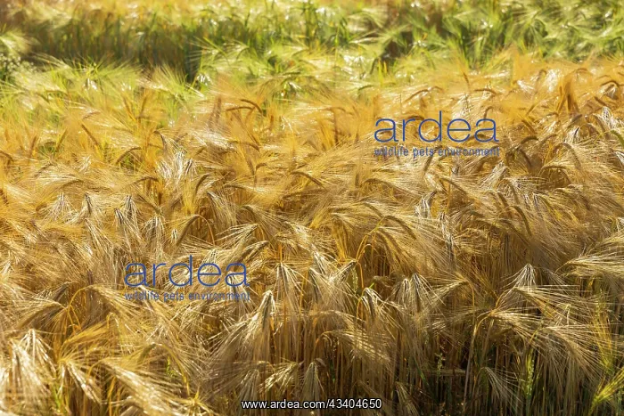 : Grain field near Obercunnersdorf in Lusatia : Grain field near Obercunnersdorf in Lusatia