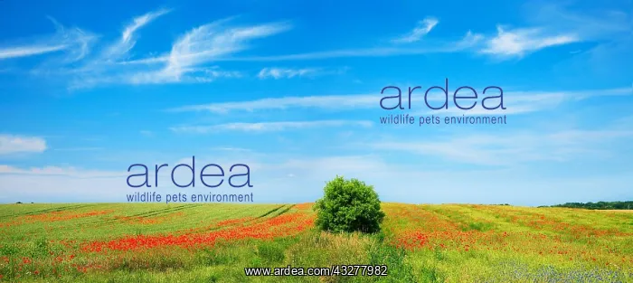 : Grain field with poppies, ecological agriculture : Grain field with poppies, ecological agriculture