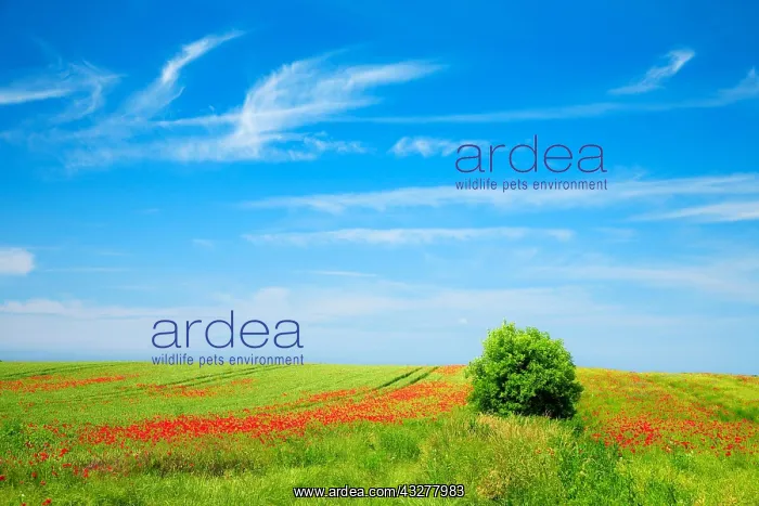 : Grain field with poppies, ecological agriculture : Grain field with poppies, ecological agriculture