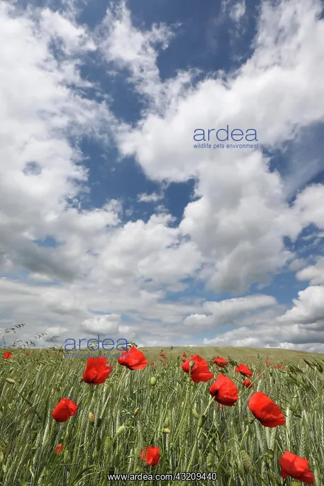 : Grain field with poppy blossoms near Trappstadt : Grain field with poppy blossoms near Trappstadt