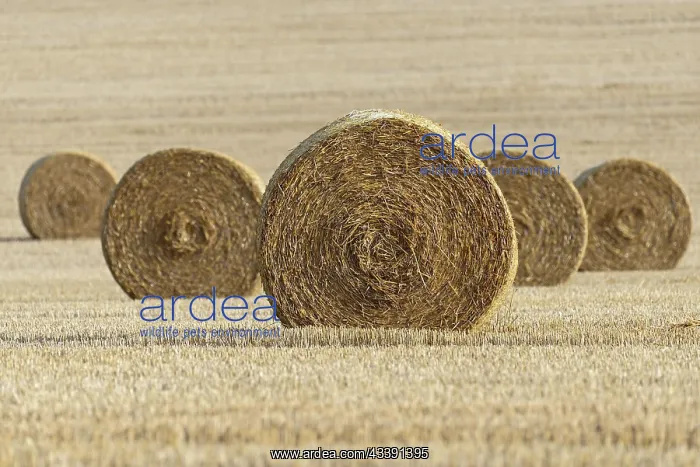 : Grain field, stubble field with round straw bales : Grain field, stubble field with round straw bales