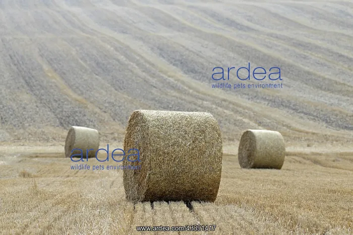 : Grain field, stubble field with round straw bales : Grain field, stubble field with round straw bales