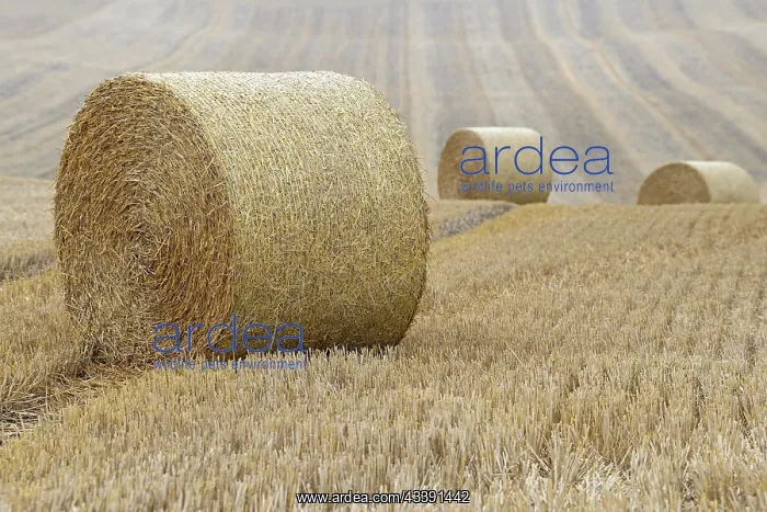 : Grain field, stubble field with round straw bales : Grain field, stubble field with round straw bales