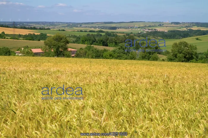 : Grain field west of Angouleme in southwestern : Grain field west of Angouleme in southwestern
