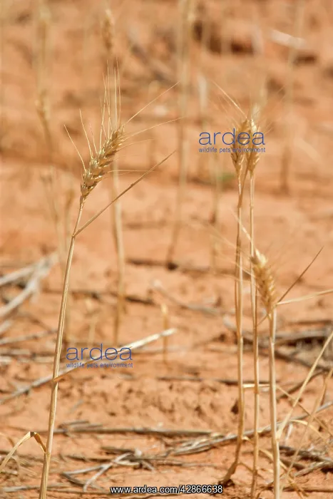 : Grain-growing country - detail of a very sparsely : Grain-growing country - detail of a very sparsely