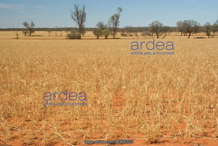 : Grain-growing country - sparsely overgrown grain : Grain-growing country - sparsely overgrown grain