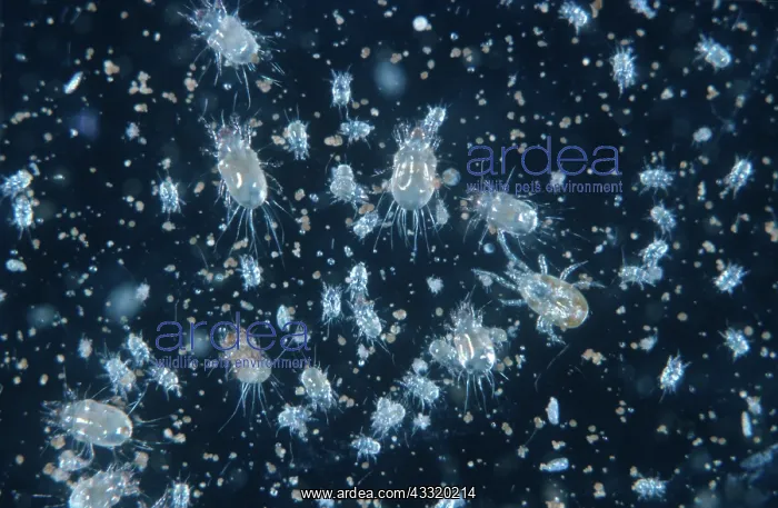 : Grain mite : Grain mite