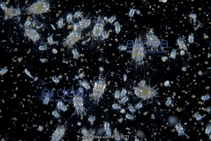  : Grain mites