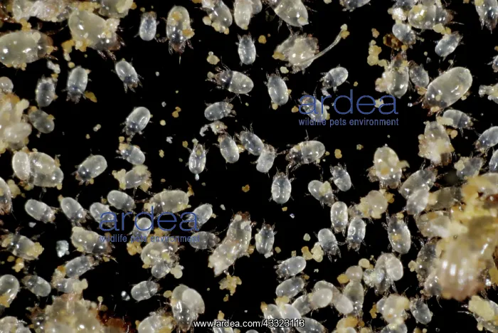 : Grain mites : Grain mites