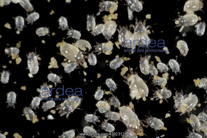 : Grain mites : Grain mites