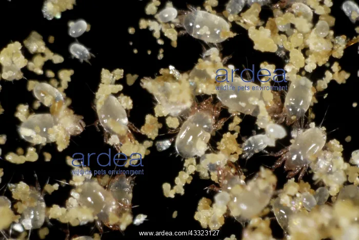 : Grain mites : Grain mites