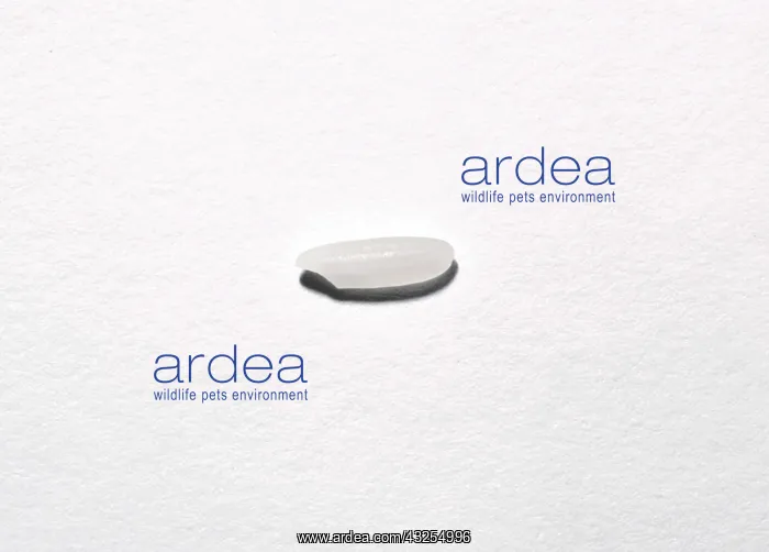 : Grain of Rice : Grain of Rice
