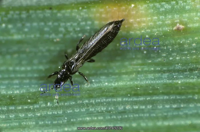 : Grain thrips : Grain thrips