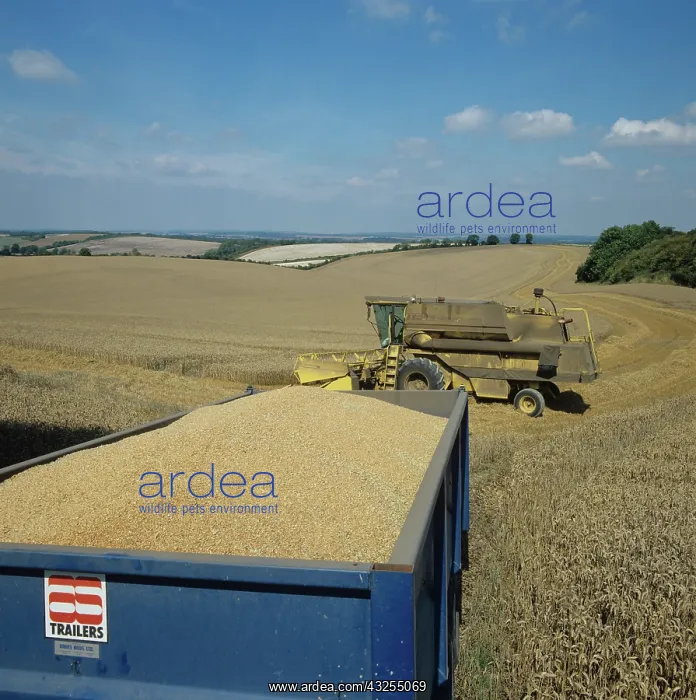 : Full grain trailer at harvest : Full grain trailer at harvest
