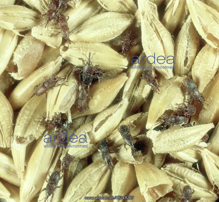 : Grain weevils : Grain weevils