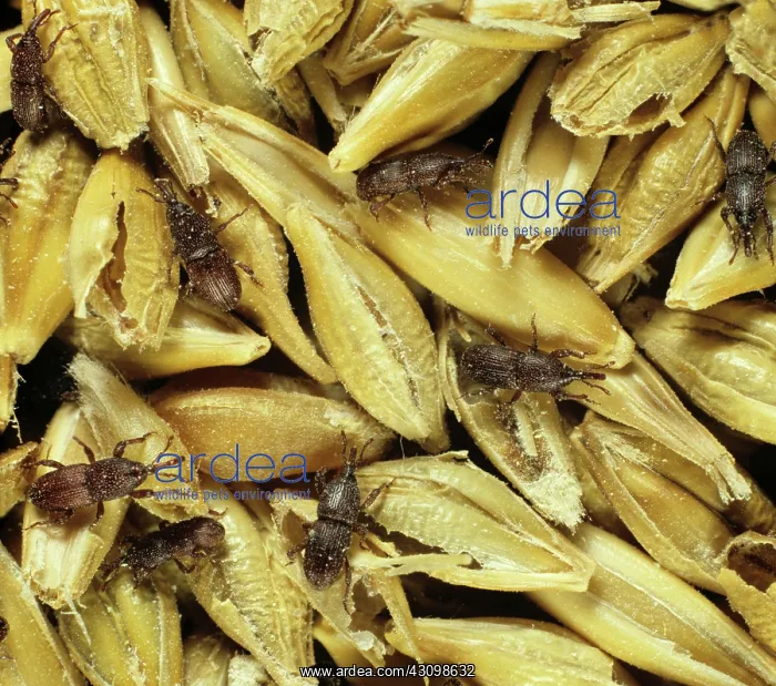 : Grain Weevils on Barley : Grain Weevils on Barley