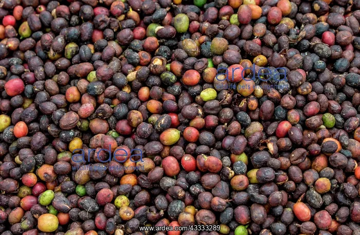 : Grains of ripe coffee close-up. Coffee plantatio : Grains of ripe coffee close-up. Coffee plantatio