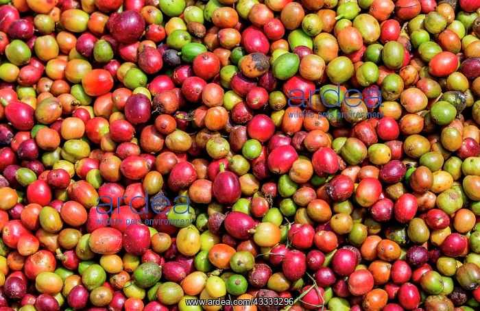 : Grains of ripe coffee close-up. Coffee plantatio : Grains of ripe coffee close-up. Coffee plantatio