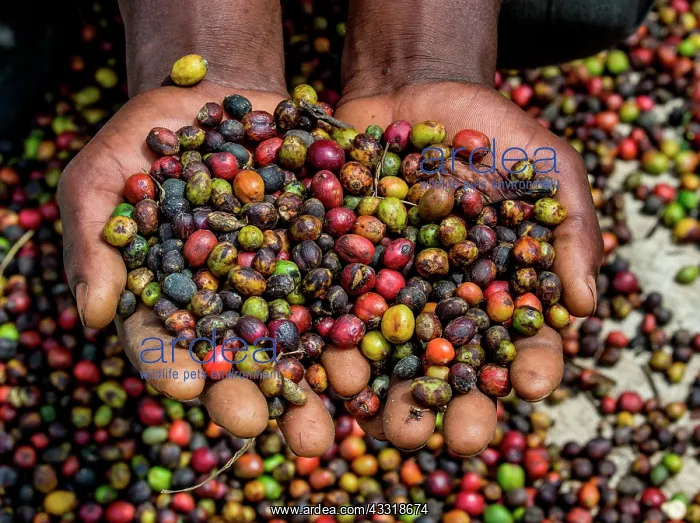 : Grains of ripe coffee in the handbreadths of a p : Grains of ripe coffee in the handbreadths of a p