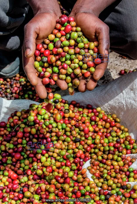 : Grains of ripe coffee in the handbreadths of a p : Grains of ripe coffee in the handbreadths of a p