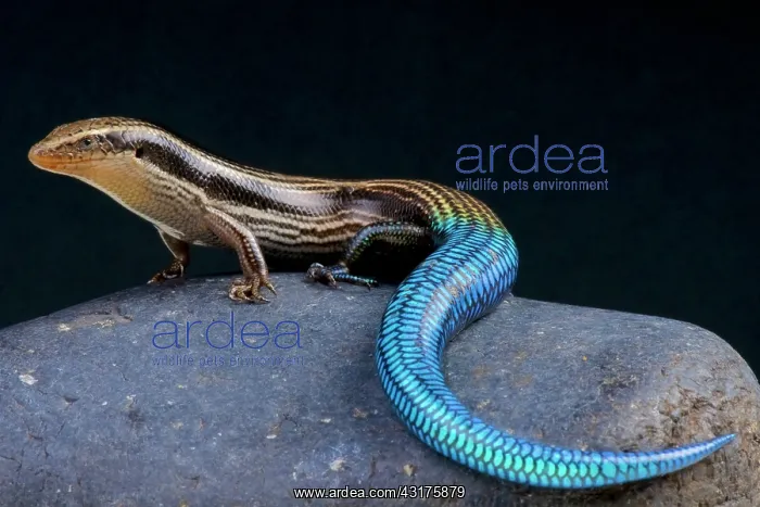 : Gran Canaria blue-tailed skink (Chalcides sexlineatus) : Gran Canaria blue-tailed skink (Chalcides sexlineatus)