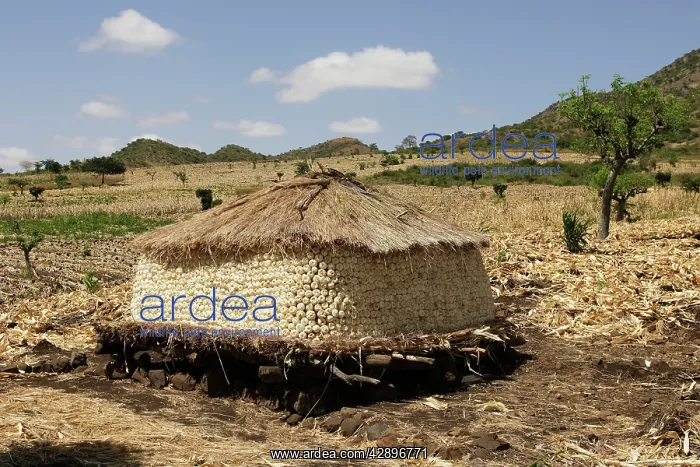 : Granary - Maize / corn / sweet corn being stored : Granary - Maize / corn / sweet corn being stored