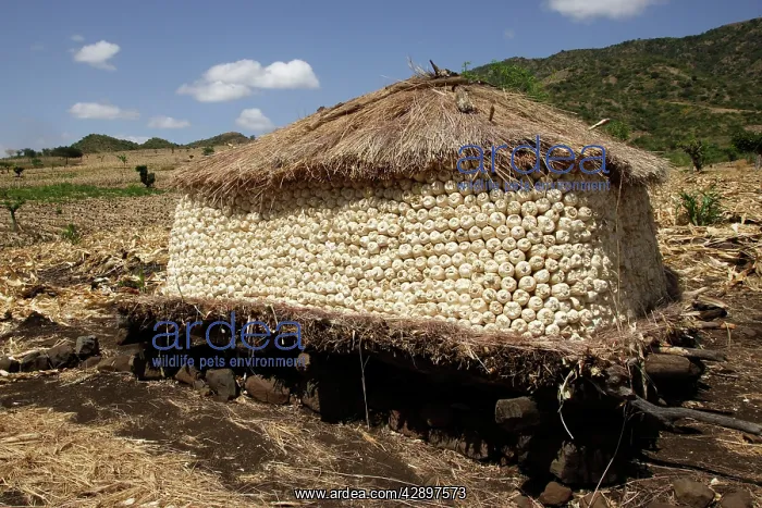  : Granary of Maize  /  Corn  /  Sweetcorn - storage