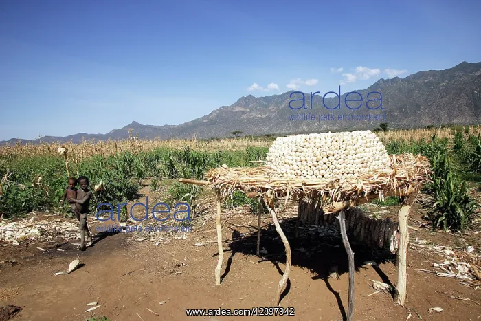 : Granary - Maize / Corn / Sweetcorn - storage : Granary - Maize / Corn / Sweetcorn - storage