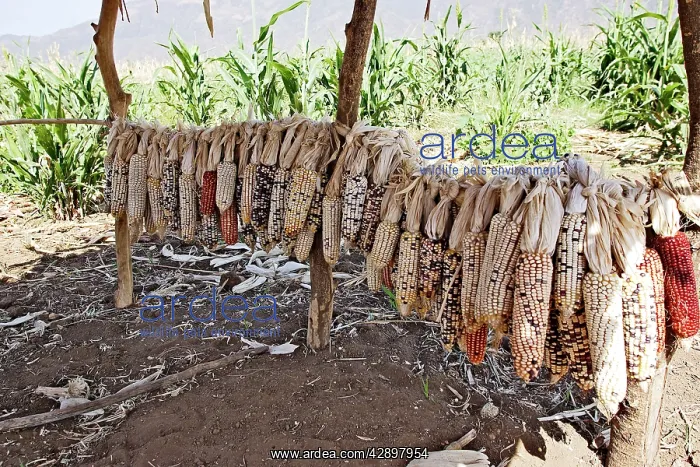 : Granary - Maize / Corn / Sweetcorn - being stored : Granary - Maize / Corn / Sweetcorn - being stored