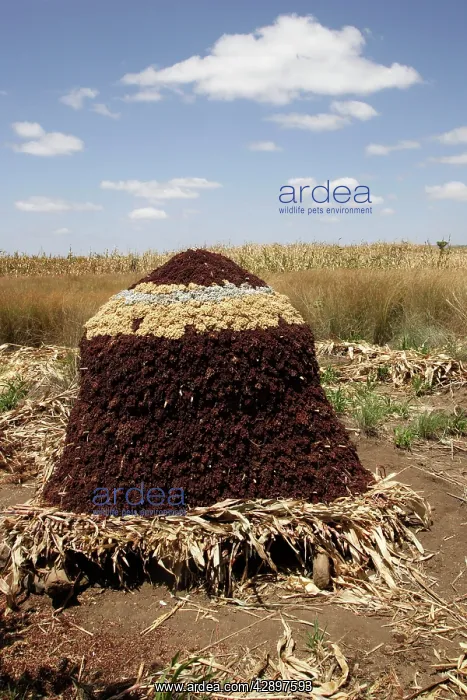 : Granary - Sorghum / Millet - storage : Granary - Sorghum / Millet - storage