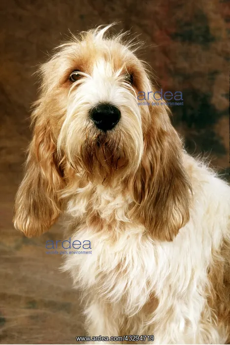 : Grand Basset Griffon Vendeen DOG : Grand Basset Griffon Vendeen DOG