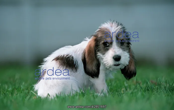  : Grand Basset Griffon Vendeen DOG - puppy with long ears