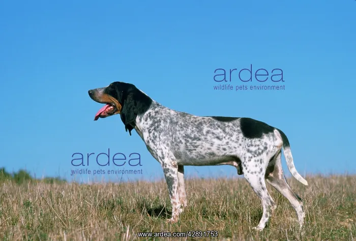 : Grand Bleu de Gascogne / Blue Gascony Hound Dog : Grand Bleu de Gascogne / Blue Gascony Hound Dog