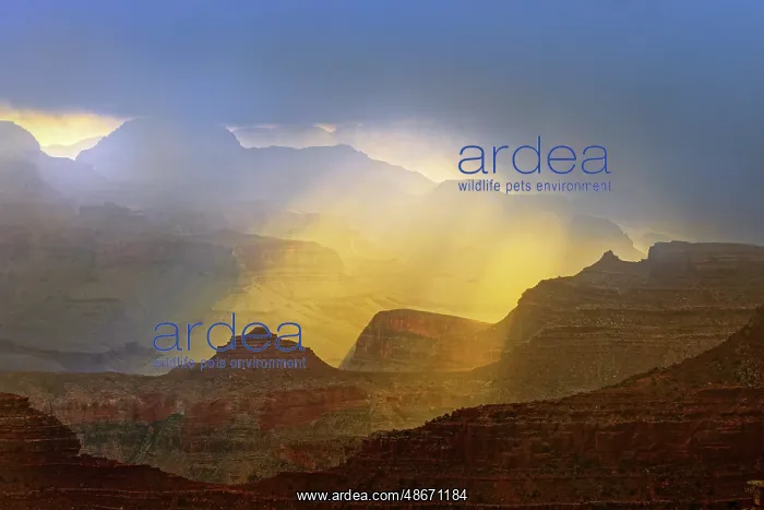 : Grand Canyon and misty clouds at sunrise, Grand Canyon : Grand Canyon and misty clouds at sunrise, Grand Canyon