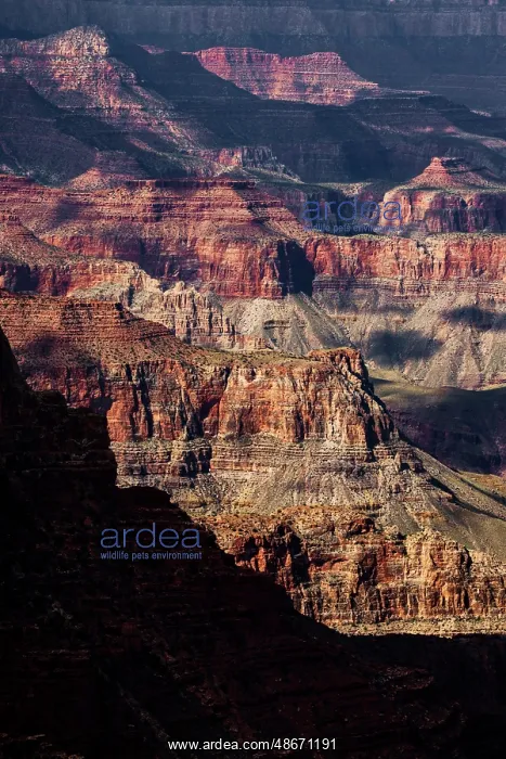 : Grand Canyon National Park, Arizona : Grand Canyon National Park, Arizona