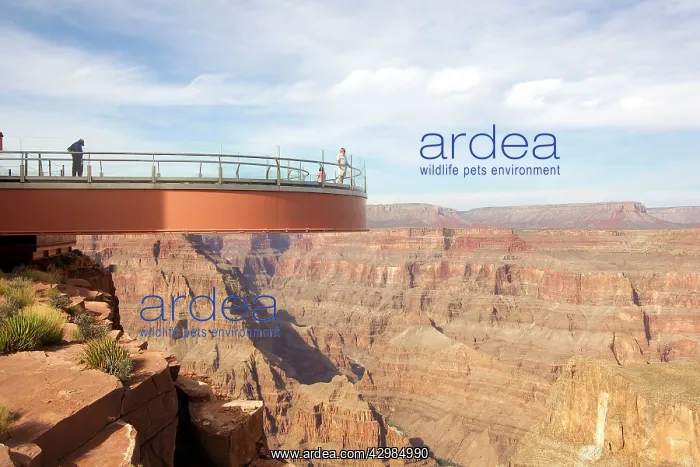 : Grand Canyon National Park - Skywalk built over West Rim : Grand Canyon National Park - Skywalk built over West Rim