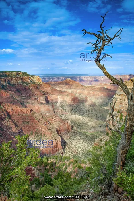 : Grand Canyon North Rim, evening light, Arizona : Grand Canyon North Rim, evening light, Arizona